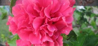 Description of varieties of terry hibiscus, planting, cultivation and care