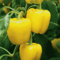 Kuvaus keltaisen paprikan lajikkeista ja niiden ominaisuuksista