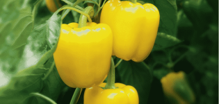 Beschreibung der Sorten von gelbem Paprika und ihrer Eigenschaften