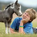 Description of breeds of mini-horses and rules of care, the smallest individuals in the world