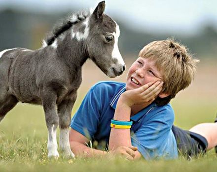 Descripción de razas de mini caballos y reglas de cuidado, los individuos más pequeños del mundo.