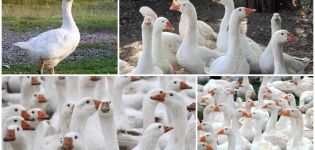 Descripción y características de la raza de gansos legard daneses, reglas de reproducción.