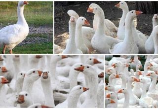 Mga paglalarawan at katangian ng Danish Legard geese breed, mga patakaran sa pag-aanak