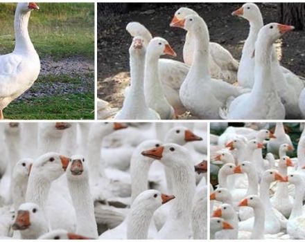 Descripción y características de la raza de gansos Legard daneses, reglas de reproducción.