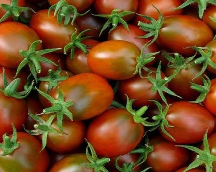 Beschrijving van de tomatenvariëteit Emperor, kenmerken van teelt en verzorging