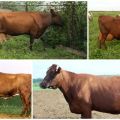 Descripció i característiques de les vaques de la raça Bestuzhev, respectant les regles