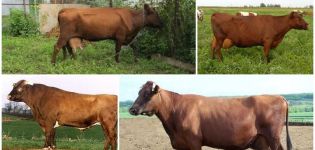 Beskrivelse og karakteristika for køer af Bestuzhev-racen under overholdelse af regler