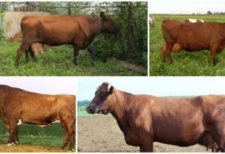 Bestuževas šķirnes govju apraksts un raksturojums, turēšanas noteikumi