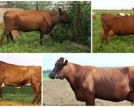 Mô tả và đặc điểm của bò thuộc giống Bestuzhev, tuân thủ các quy tắc