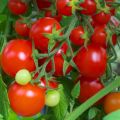 Characteristics and description of the tomato variety Intuition, its yield