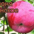 Bryanskoe elma ağaçlarının tanımı ve çeşitleri, dikim ve bakım kuralları