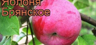 Opis i sorte Bryanskoe stabla jabuka, pravila sadnje i njege