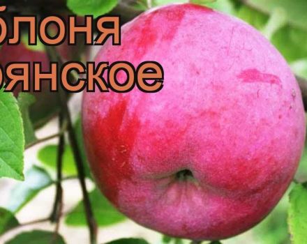 Bryanskoe obelų aprašymas ir veislės, sodinimo ir priežiūros taisyklės