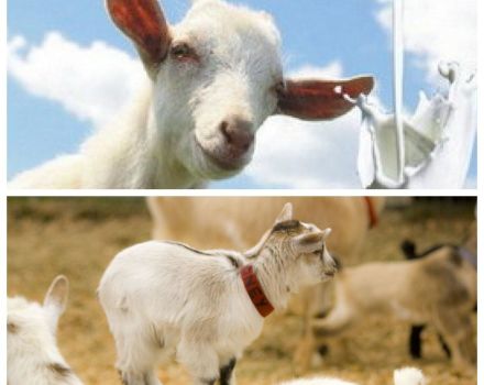 What to do if a goat does not allow milking and what is the reason, how to teach it to milking