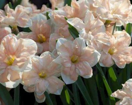 Mô tả và đặc điểm của giống hoa thủy tiên Epricot Whirl, cách trồng và chăm sóc