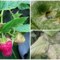 How to deal with a spider mite on raspberries with folk remedies and drugs