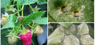 Sådan håndteres en edderkopmid på hindbær med folkemiddel og medicin