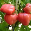 Characteristics and description of the tomato variety Raspberry Honey