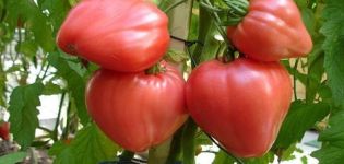 Egenskaber og beskrivelse af tomatsorten Raspberry Honey