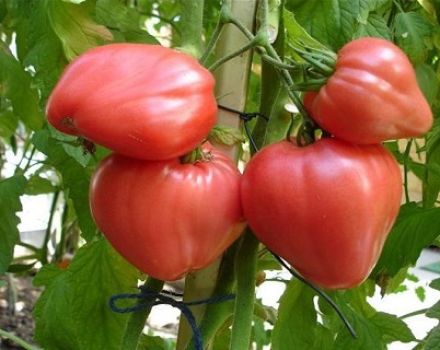 Tomaattilajikkeen ominaisuudet ja kuvaus Vadelmahunaja