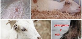 Sintomi e metodi di trattamento per il lichene nelle capre, metodi di prevenzione