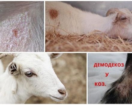 Síntomas y métodos de tratamiento para el liquen en cabras, métodos de prevención.