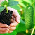 Hvordan og hvornår man skal plante agurkplanter korrekt i åben jord