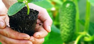 Wie und wann man Gurkensämlinge richtig auf offenem Boden pflanzt