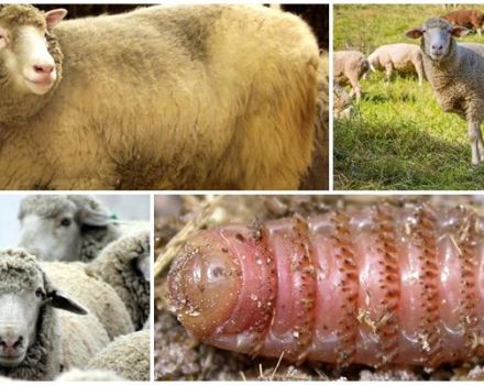 Beschrijving en symptomen van oestrose bij schapen, parasitologie en behandelingsmethoden