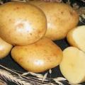 Description of the Gala potato variety, features of cultivation and care