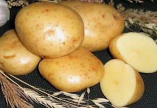 Penerangan mengenai pelbagai jenis kentang Gala, ciri penanaman dan penjagaan