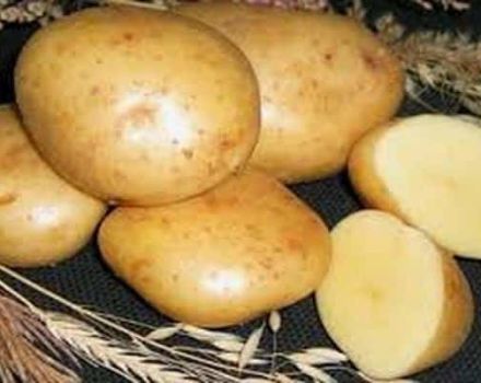 Περιγραφή της ποικιλίας πατάτας Gala, χαρακτηριστικά καλλιέργειας και φροντίδας