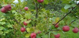 מאפיינים ותיאור של זן התפוחים Tellissaare, זמני פרי ועמידות למחלות