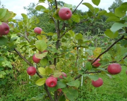 Characteristics and description of the Tellissaare apple variety, fruiting times and disease resistance