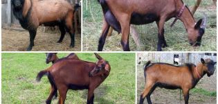 Top 5 breeds of hornless goats and comparative characteristics of productivity