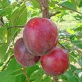 Beschreibung der Kirschpflaumensorte July Rose, Bestäuber, Pflanzung und Pflege