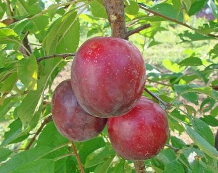 Paglalarawan ng iba't-ibang cherry plum na Hulyo Rose, pollinator, planting at pangangalaga