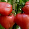 Egenskaber og beskrivelse af tomatsorten Big Mommy, dens udbytte