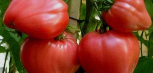 Đặc điểm và mô tả về giống cà chua Big Mommy, năng suất của nó