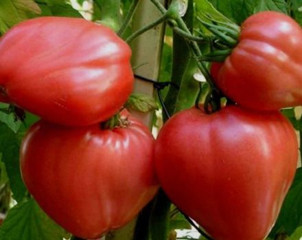 Pomidorų veislės „Big Mommy“ charakteristikos ir aprašymas, derlius
