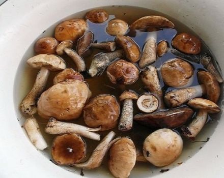 Le 10 migliori ricette per salare semplicemente i funghi a casa, caldi e freddi