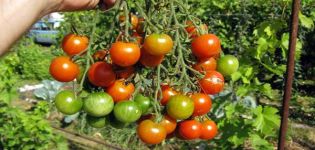 Beskrivelse af tomatsorten Decembrist og dens egenskaber