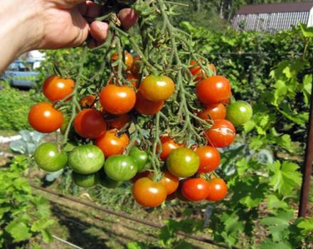 Descripción de la variedad de tomate Decembrist y sus características