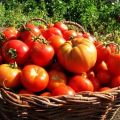 Geriausių Vitebsko srities pomidorų veislių apžvalga