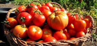 Overzicht van de beste variëteiten tomaten voor de Vitebsk-regio