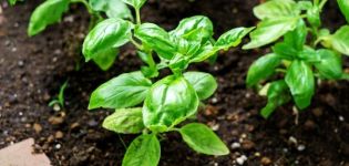 Is it possible to sow basil before winter and how to care for it
