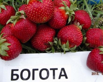 Descrierea și caracteristicile căpșunilor Bogota, plantare și îngrijire