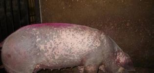 Types and symptoms of skin diseases in pigs, treatment and prevention