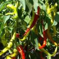 Περιγραφή της ποικιλίας πιπέρι Κέρατο προβάτων, χαρακτηριστικά καλλιέργειας και φροντίδας