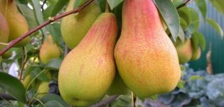 Descrizione e caratteristiche della varietà di pere Chudesnitsa, semina e cura